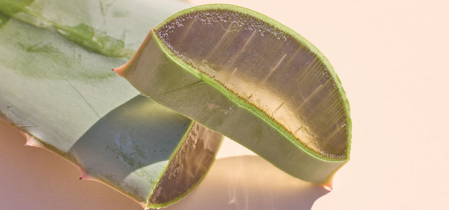 Aloe Vera Wirkung Haut: Was die Pflanze wirklich kann