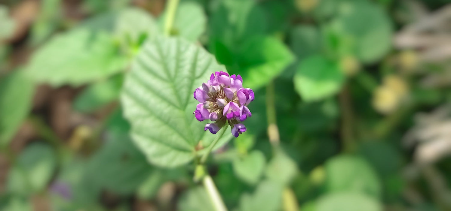 Blüte der Psoralea corylifolia (Babchi-Pflanze)
