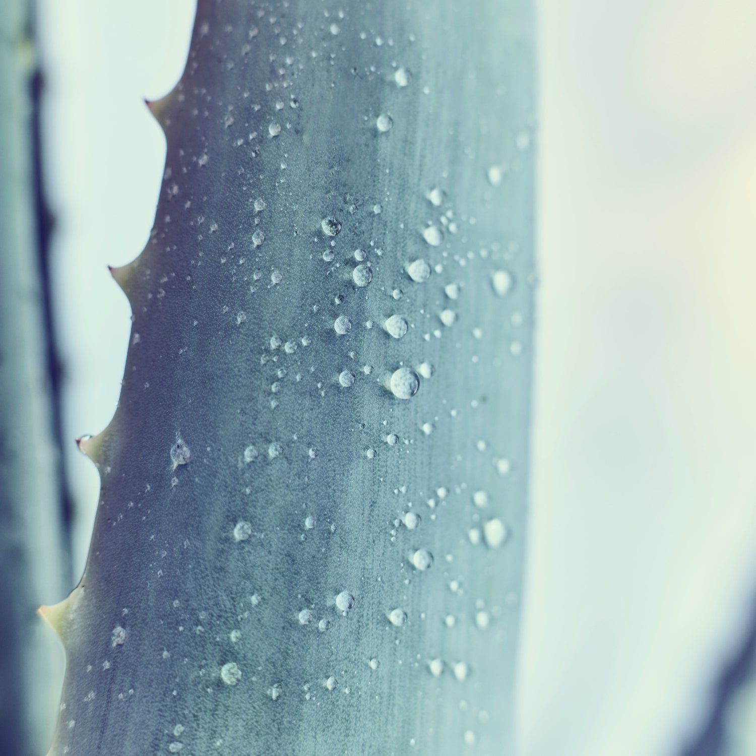 Santaverde Aloe Vera Anbau – stimmungsvolle Nahaufnahme eines Aloe Vera Blattes - Symbol für nachhaltige Hautpflege.