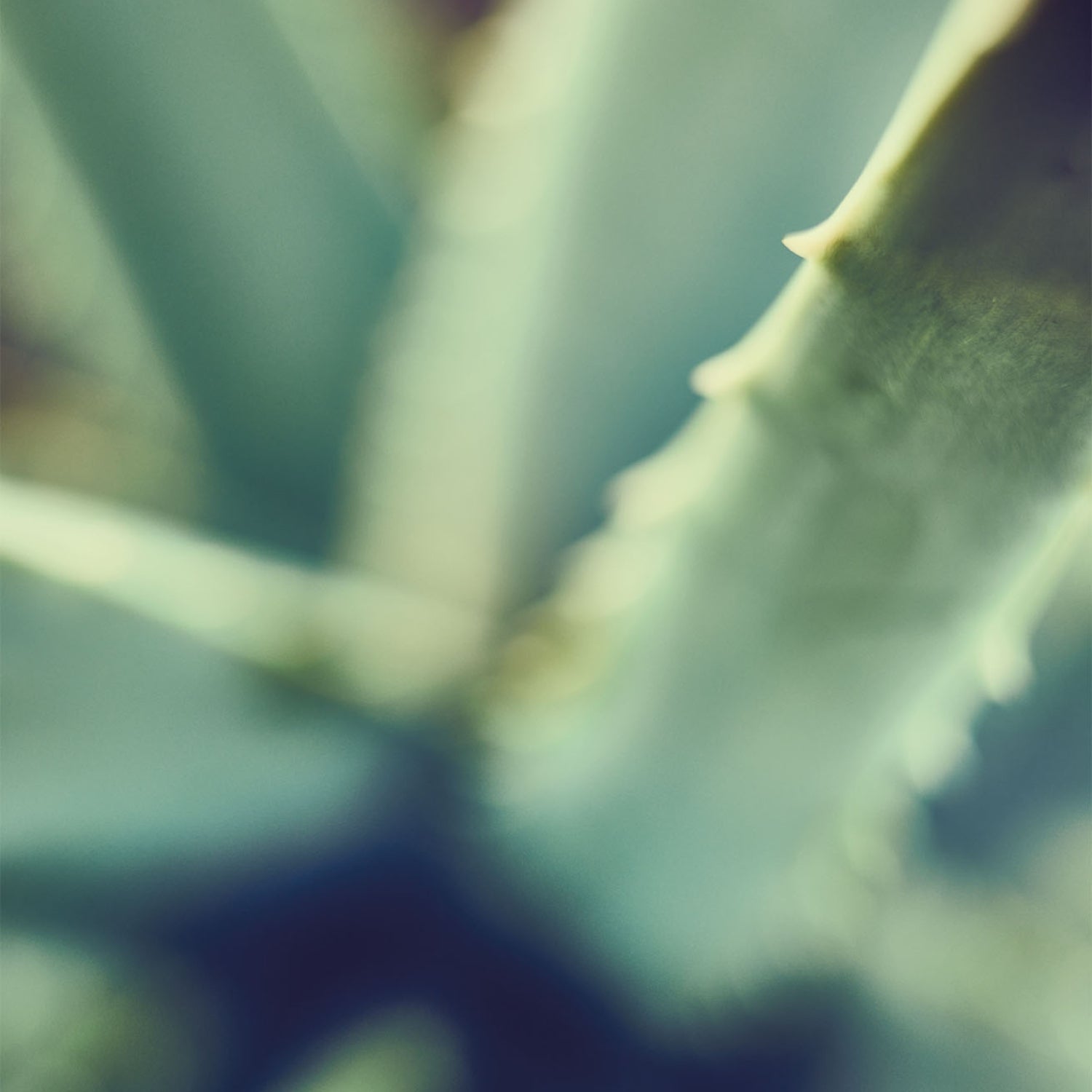 Aloe Vera Blatt in Unschärfe Santaverde