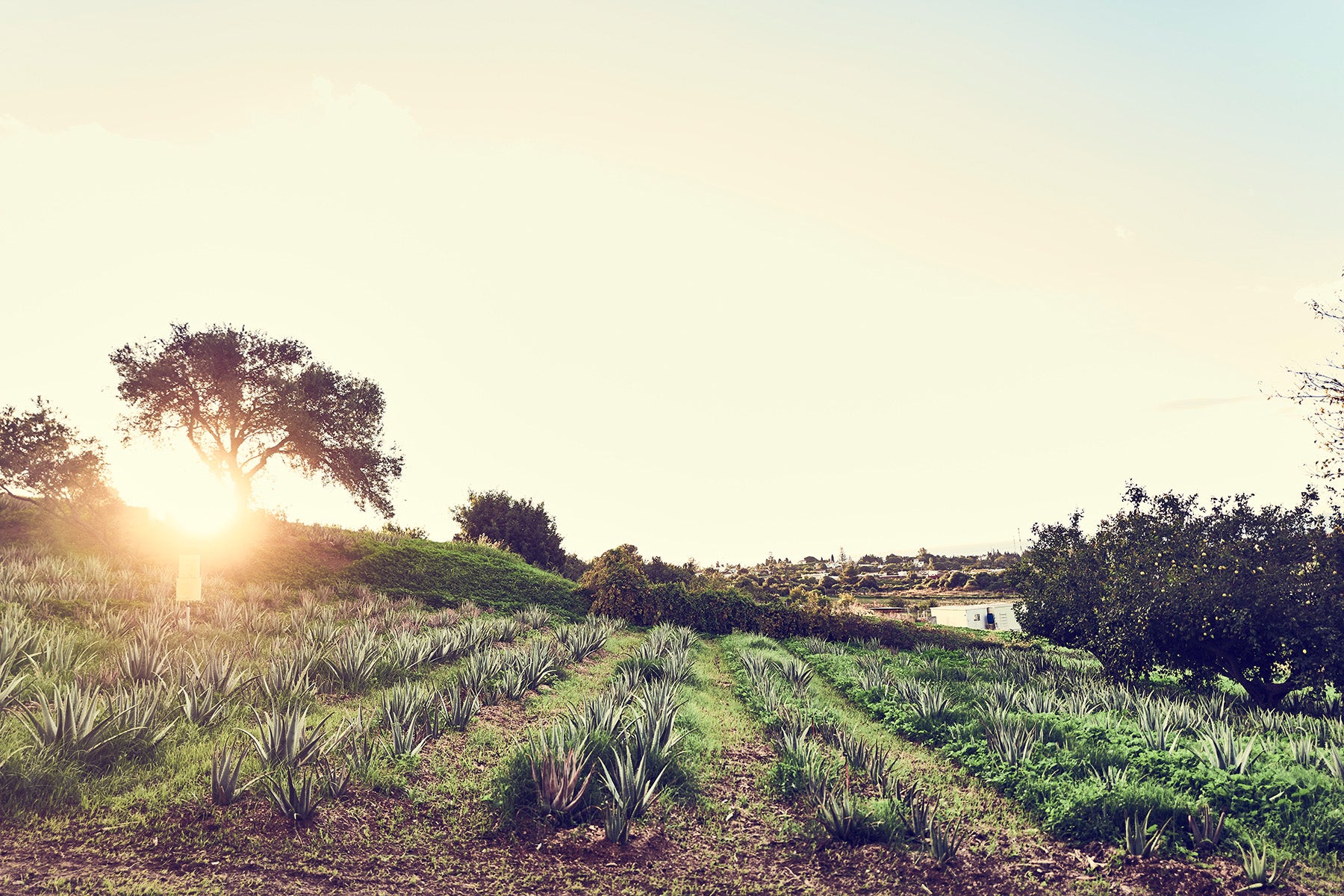 Aloe Vera Feld auf der Santaverde Finca