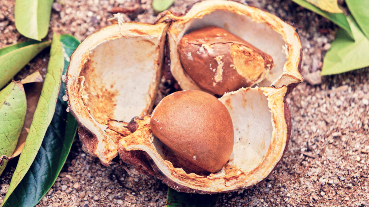 Andirobasamen in der Fruchtschale in Nahaufnahme