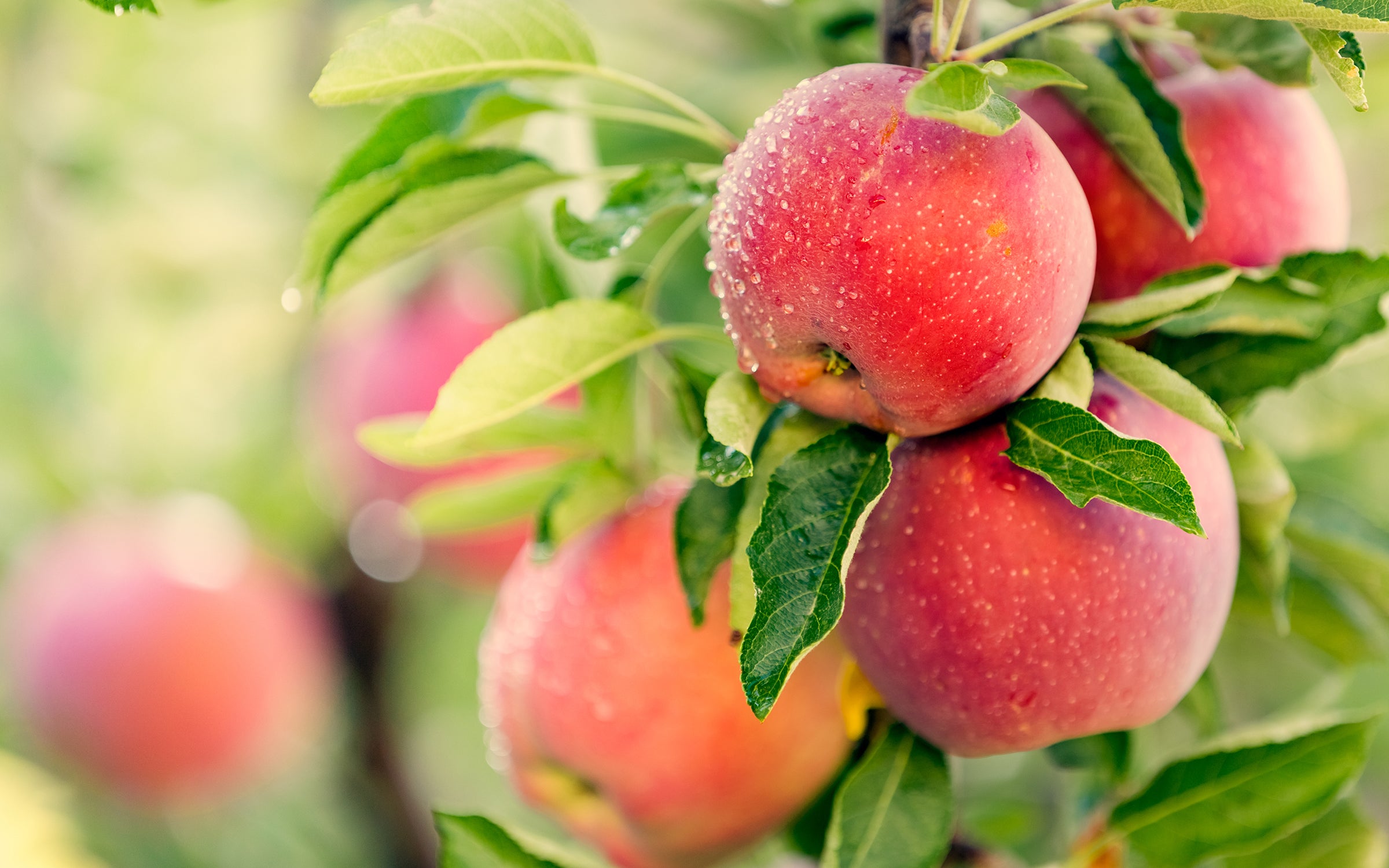 Am Baum hängender Apfel – Symbol für natürlichen Apfelextrakt mit antioxidativen Eigenschaften und sanft peelenden Fruchtsäuren
