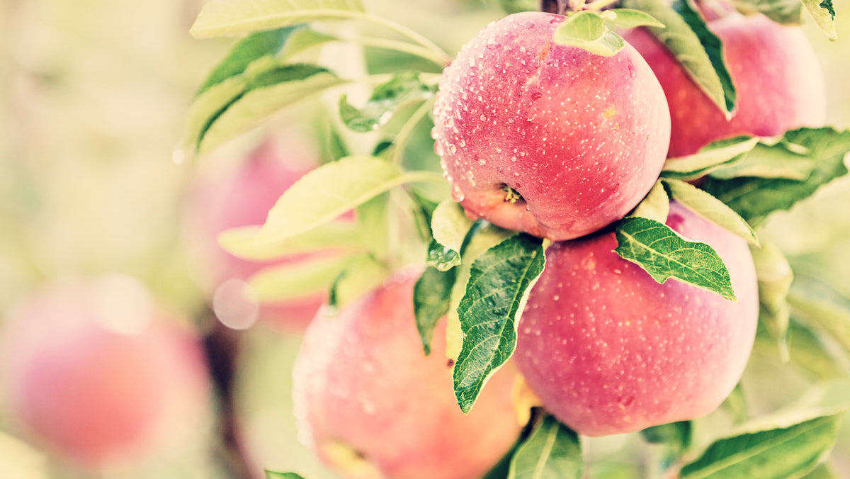 Äpfle hängen am Baum mit glitzernden Tautropfen