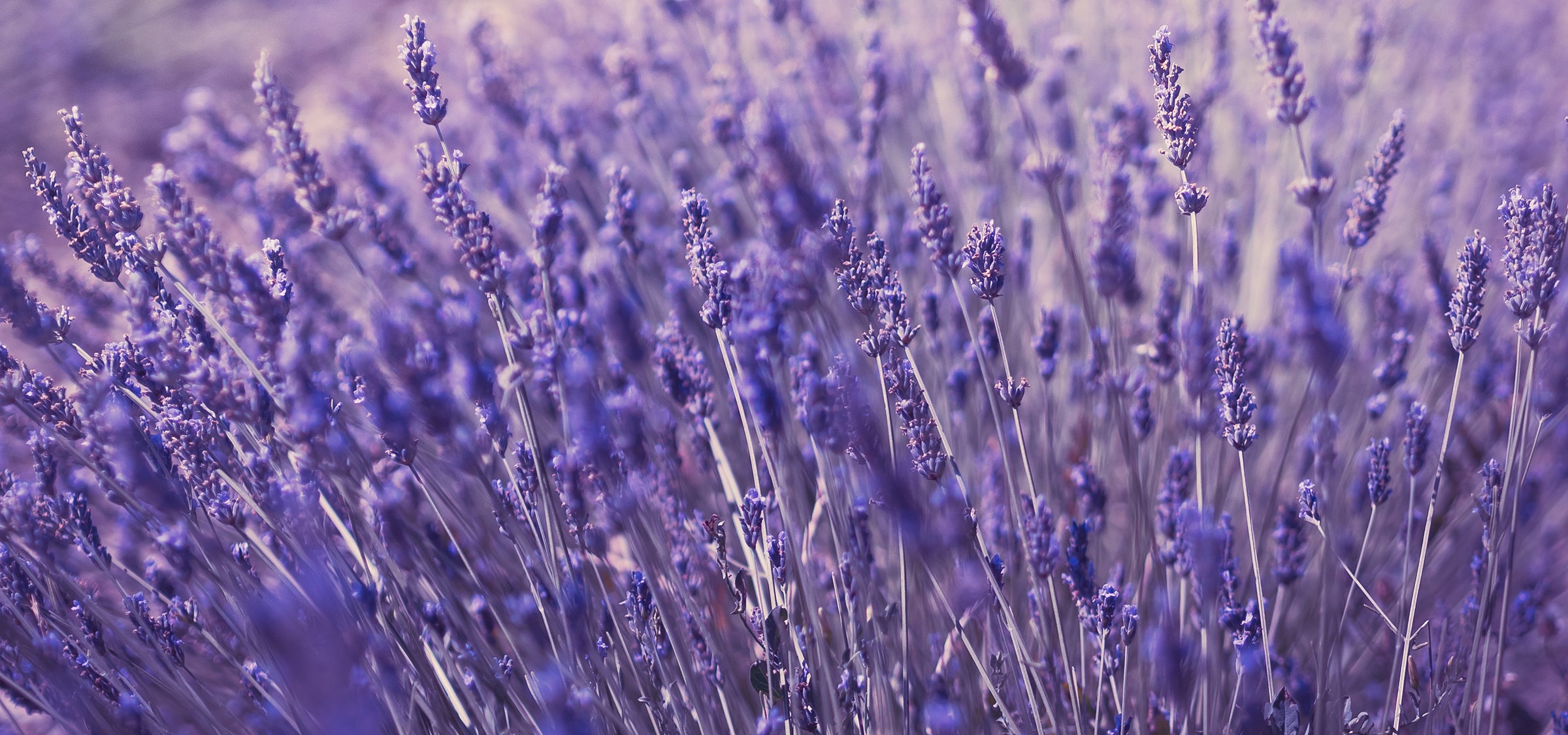 Lavendel – natürlicher Wirkstoff für beruhigende Hautpflege Santaverde