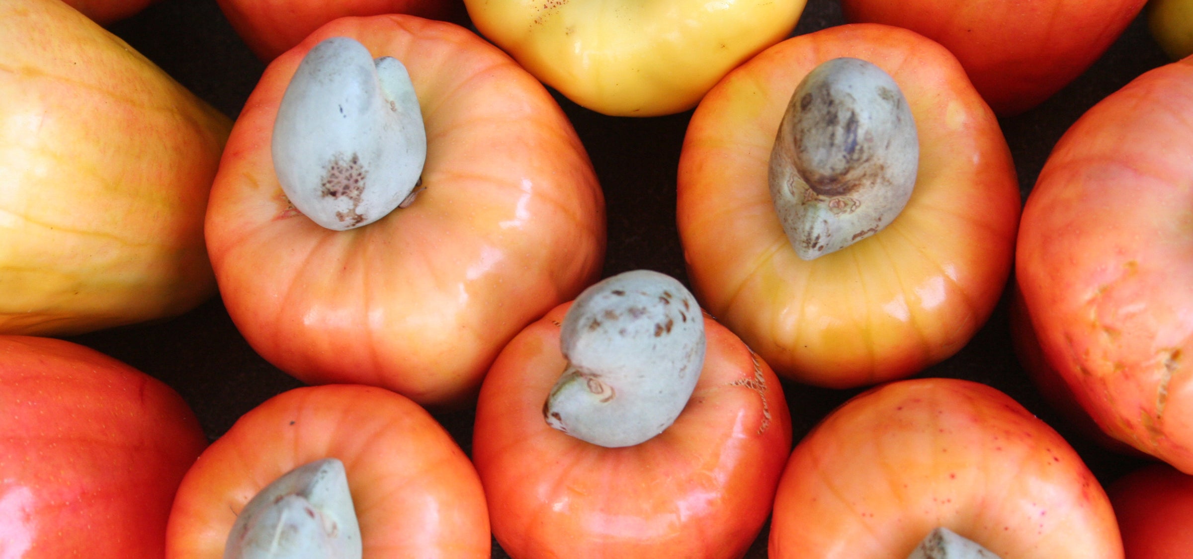 Nahaufnahme von Cashewkernen – natürliche Inhaltsstoffe für Santaverde Hautpflegeprodukte
