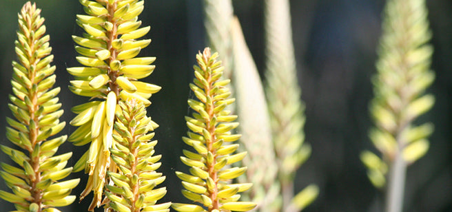 Santaverde Aloe Vera Blüte – stimmungsvolles Pflanzenmotiv als Zeichen für die regenerierende, feuchtigkeitsspendende Wirkung reiner Aloe Vera Säfte in Naturkosmetik