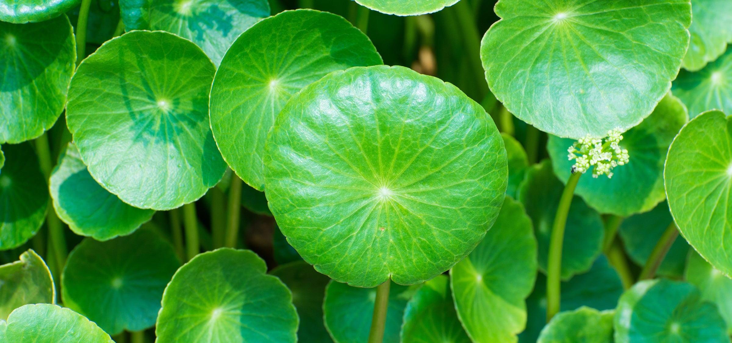 Nahaufnahme von Tigergras (Centella Asiatica) – natürlicher Wirkstoff für beruhigende und regenerierende Santaverde Hautpflege.