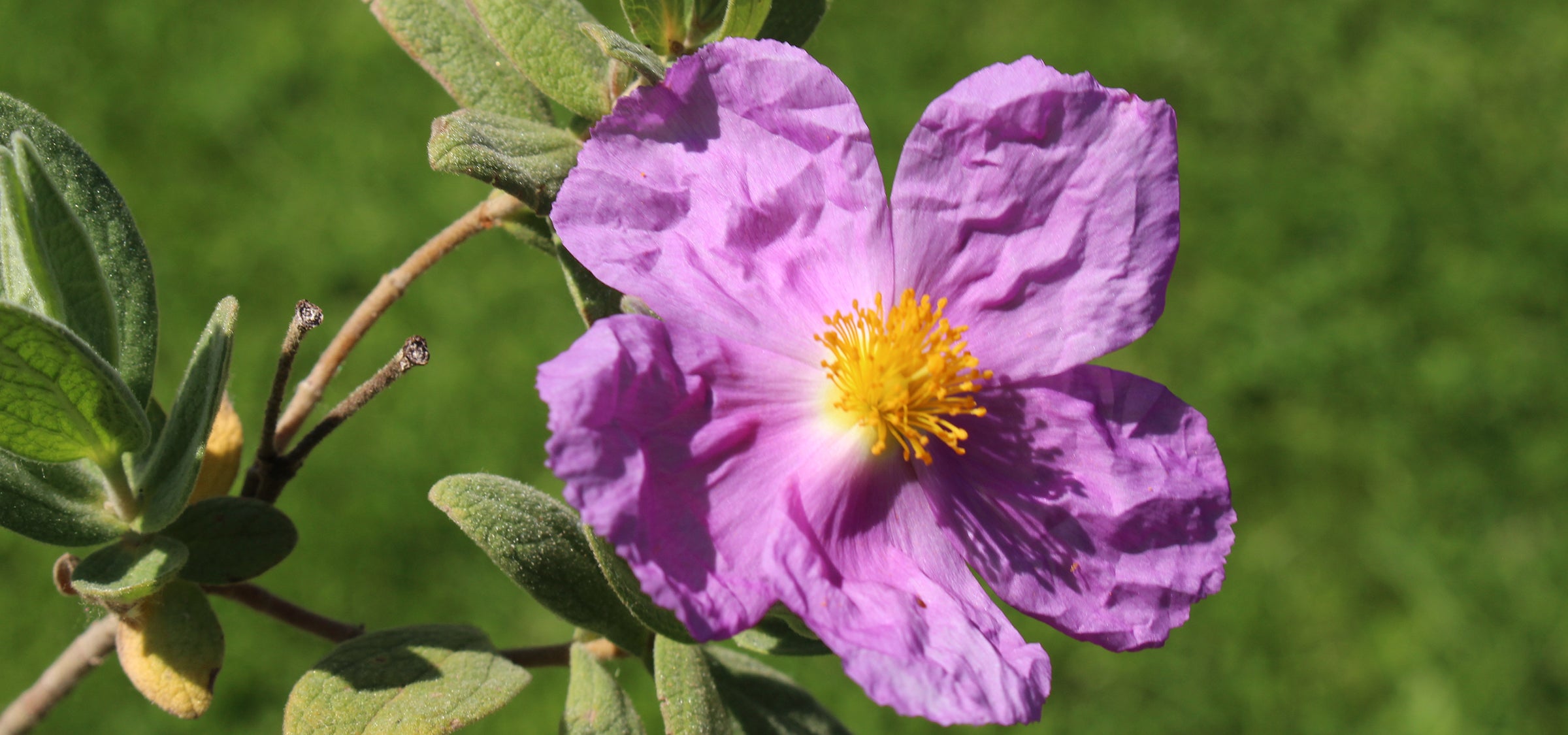 Wirkstoffbild Zistrosenblüte – pflanzlicher Extrakt mit antioxidativer Wirkung, stärkt die Hautbarriere und wirkt ausgleichend bei sensibler Haut.