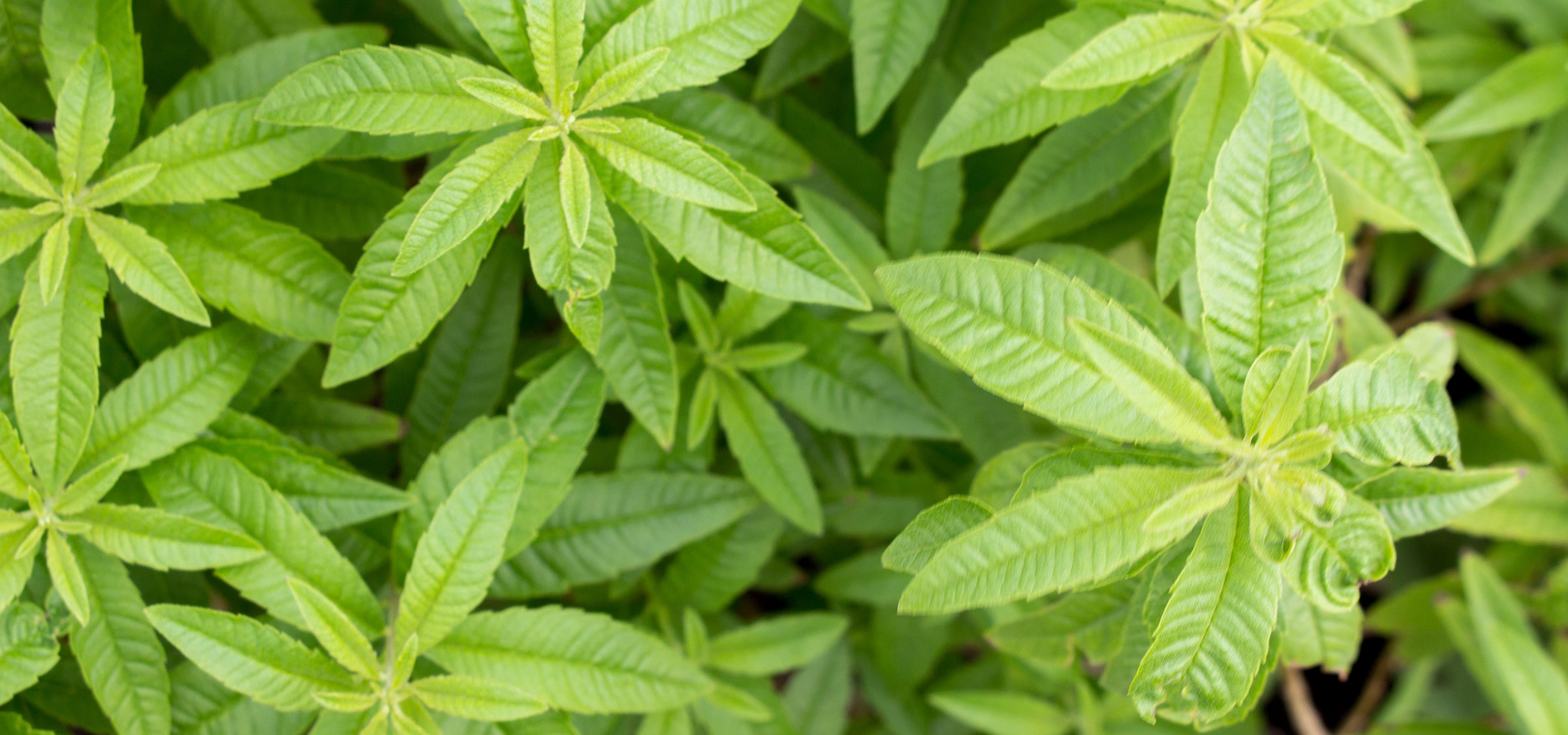 Wirkstoffbild Zitronenverbene – aromatische Heilpflanze mit beruhigender, tonisierender Wirkung für empfindliche Haut, eingesetzt in natürlicher Gesichtspflege