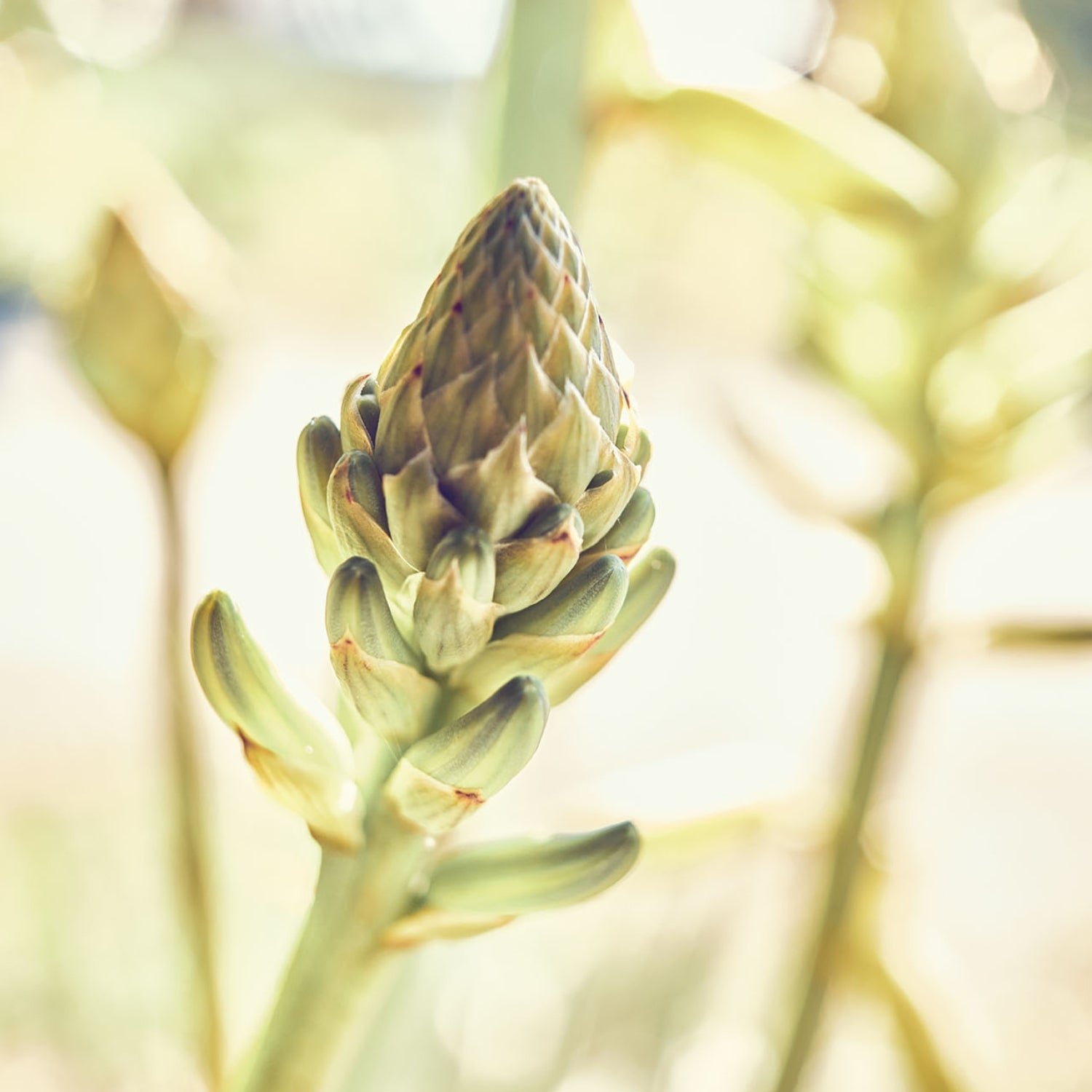 Santaverde Aloe Vera Blüte in warmem stimmungsvollem Licht Santaverde Finca