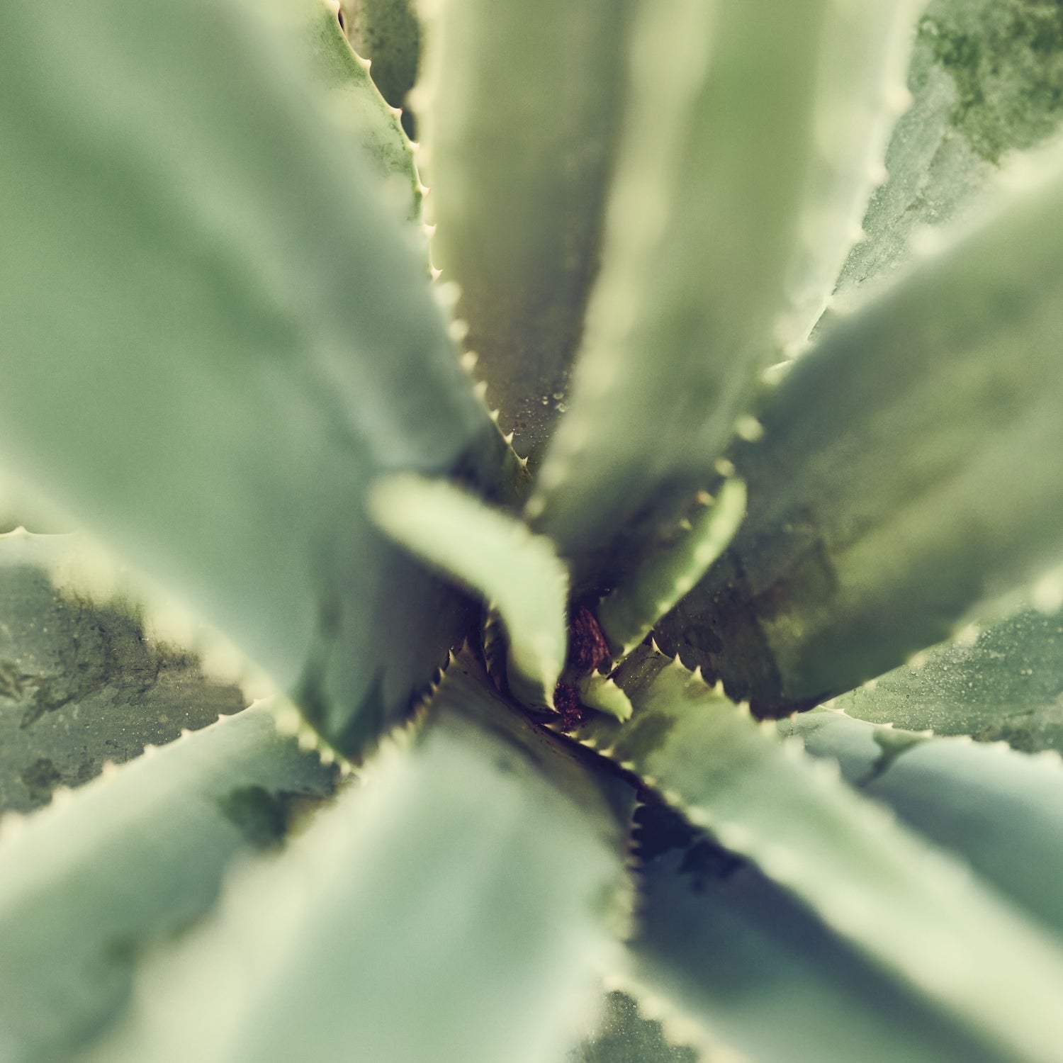 Frische Aloe Vera Pflanze Finca Santaverde Andalusien