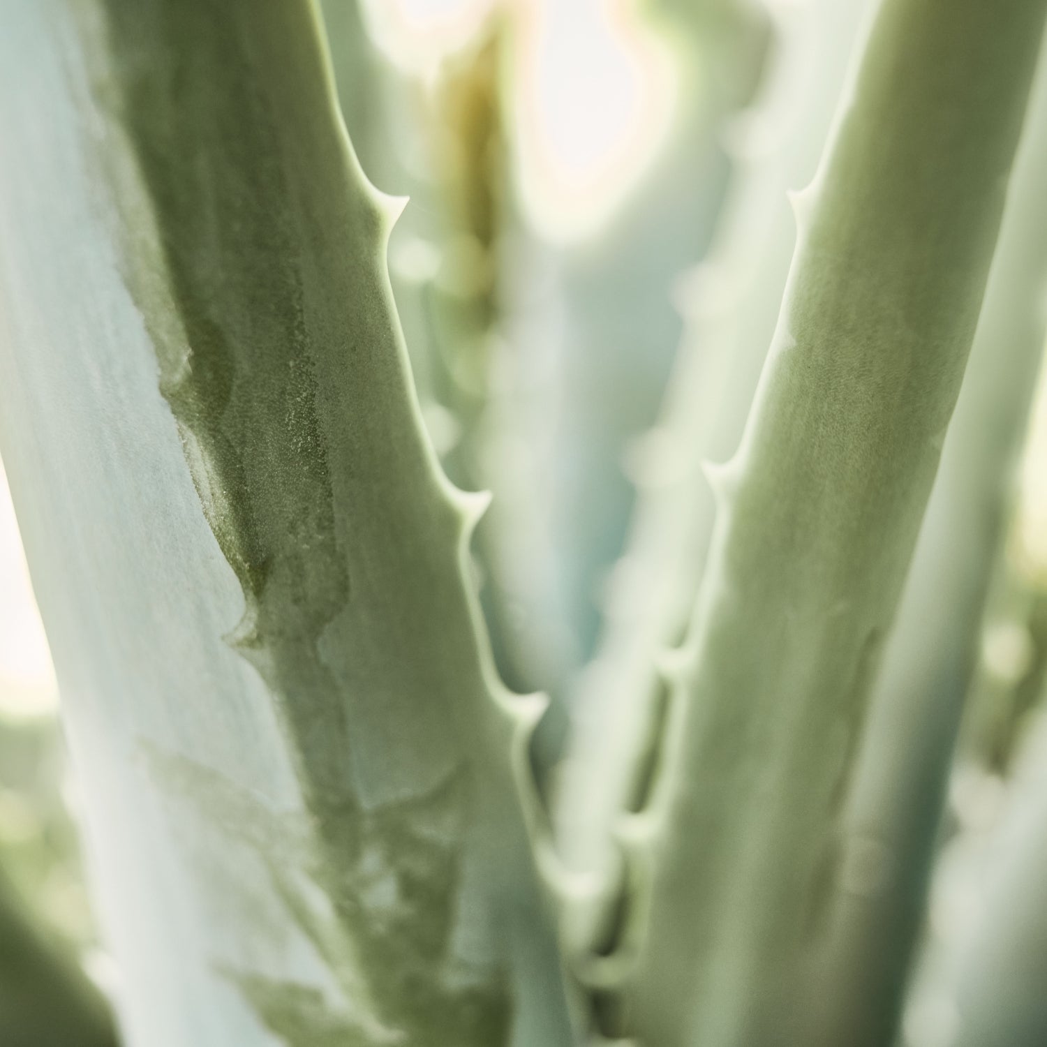 Natürliche Aloe Vera Blätter für Santaverde Naturkosmetik