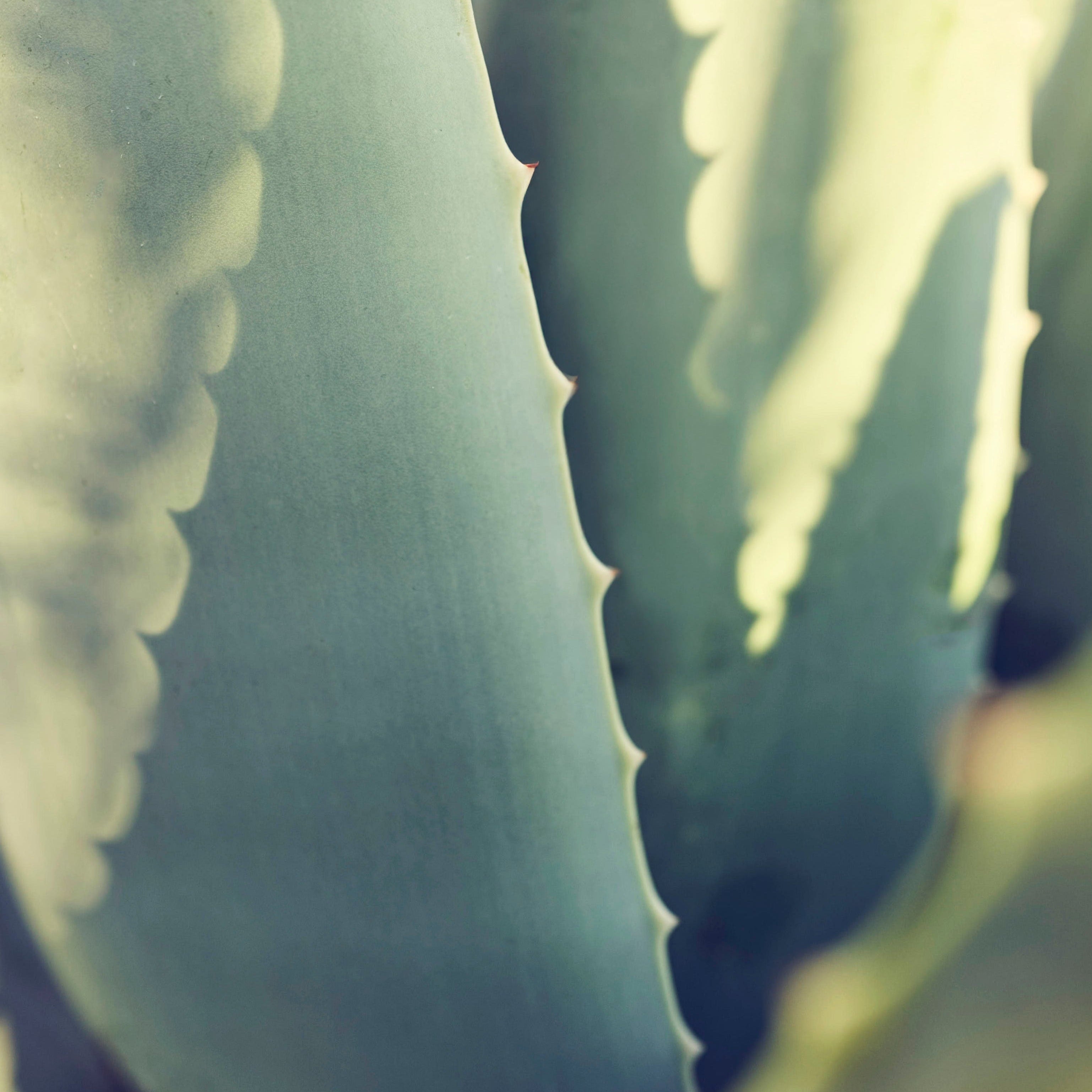 Aloeblätter angestrahlt von der Sonne