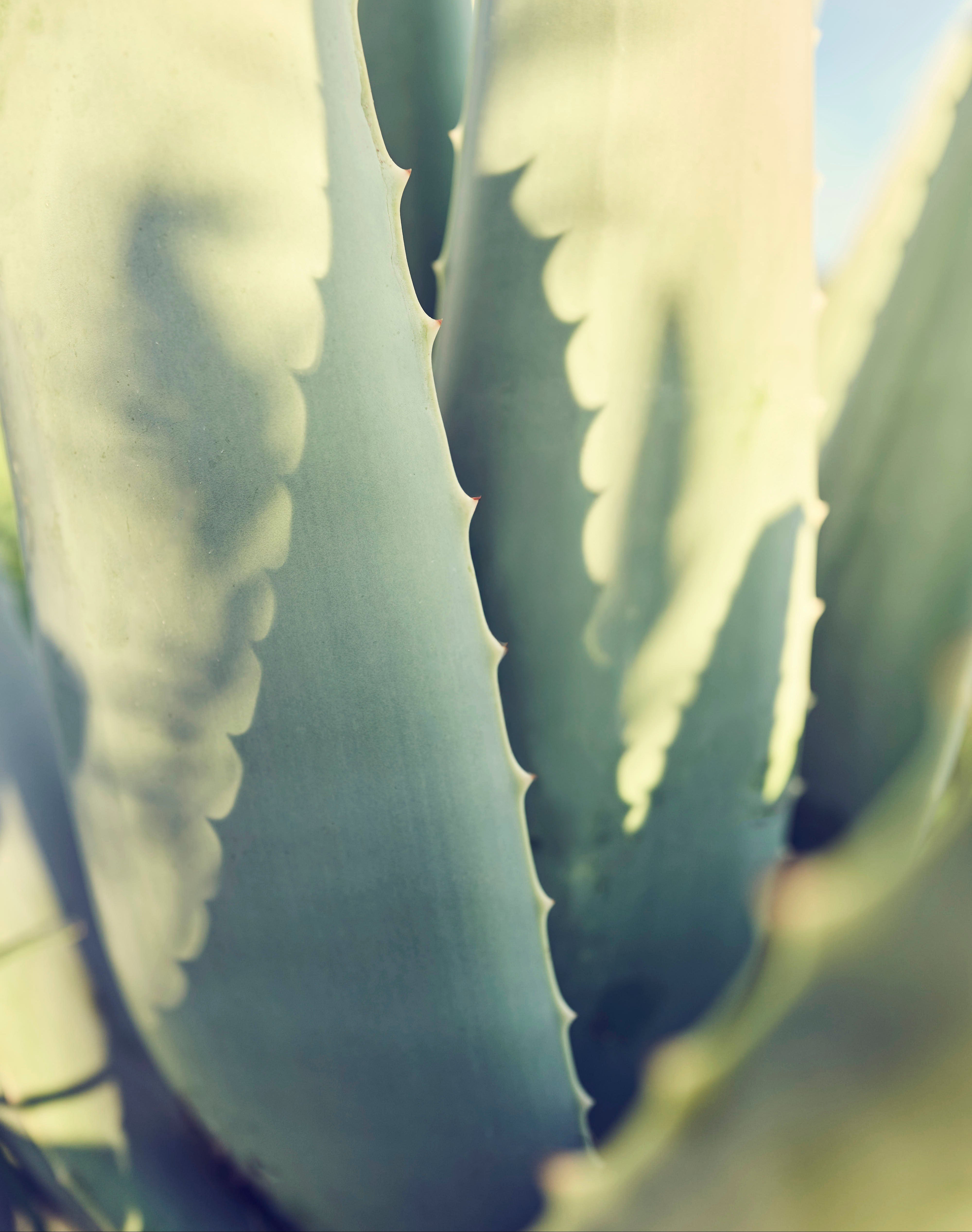 Aloeblätter angestrahlt von der Sonne